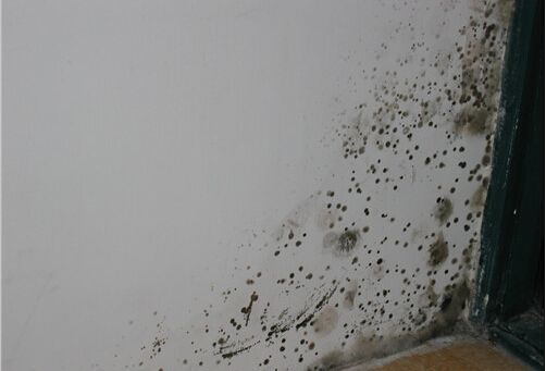 墙面发霉的原因及处理